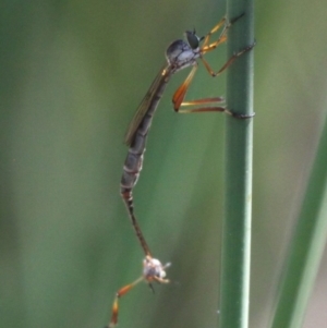 Leptogaster sp. (genus) at Dunlop, ACT - 11 Jan 2017