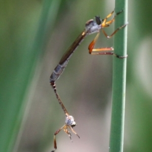 Leptogaster sp. (genus) at Dunlop, ACT - 11 Jan 2017