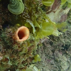 Herdmania momus (Ascidian) at Barragga Bay, NSW - 10 Jan 2017 by narelle