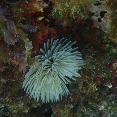 Sabellastarte australiensis (Feather duster worm) at Barragga Bay, NSW - 10 Jan 2017 by narelle