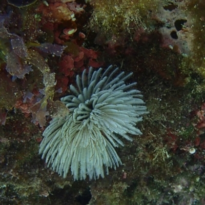 Sabellastarte australiensis (Feather duster worm) at Barragga Bay, NSW - 10 Jan 2017 by narelle