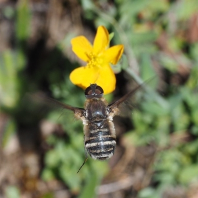 Villa sp. (genus) (Unidentified Villa bee fly) at Mount Clear, ACT - 7 Jan 2017 by KenT