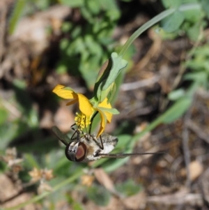 Villa sp. (genus) at Mount Clear, ACT - 7 Jan 2017