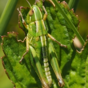 Kosciuscola cognatus at Mount Clear, ACT - 7 Jan 2017