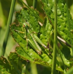 Kosciuscola cognatus at Mount Clear, ACT - 7 Jan 2017