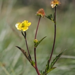 Geum urbanum (Herb Bennet) at Mount Clear, ACT - 7 Jan 2017 by KenT