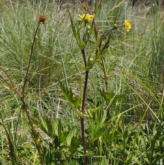 Geum urbanum at Mount Clear, ACT - 7 Jan 2017 10:41 AM