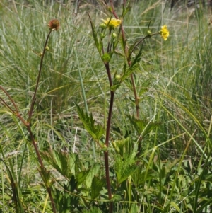 Geum urbanum at Mount Clear, ACT - 7 Jan 2017