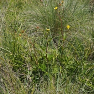 Geum urbanum at Mount Clear, ACT - 7 Jan 2017