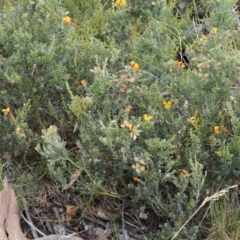 Mirbelia oxylobioides at Mount Clear, ACT - 7 Jan 2017