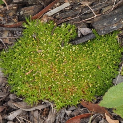 Scleranthus biflorus (Twin-flower Knawel) at Mount Clear, ACT - 7 Jan 2017 by KenT