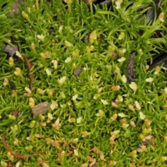 Scleranthus biflorus at Mount Clear, ACT - 7 Jan 2017