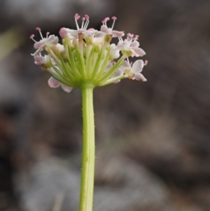 Trachymene humilis subsp. humilis at Mount Clear, ACT - 7 Jan 2017