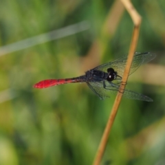 Nannophya dalei at Mount Clear, ACT - suppressed