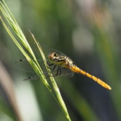 Nannophya dalei at Mount Clear, ACT - suppressed