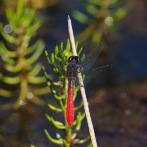Nannophya dalei at Mount Clear, ACT - suppressed