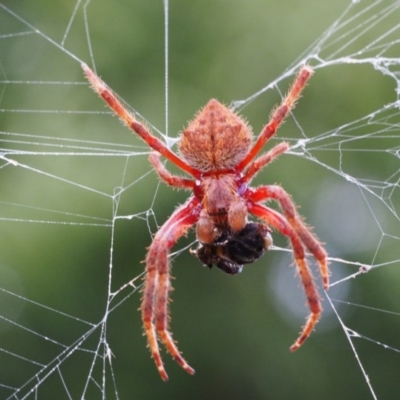 Hortophora transmarina (Garden Orb Weaver) at Gordon, ACT - 1 Dec 1916 by PhotosByCowz