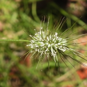 Echinopogon sp. at Paddys River, ACT - 12 Jan 2017