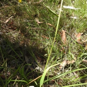 Echinopogon sp. at Paddys River, ACT - 12 Jan 2017 12:43 PM