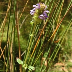 Prunella vulgaris at Paddys River, ACT - 12 Jan 2017