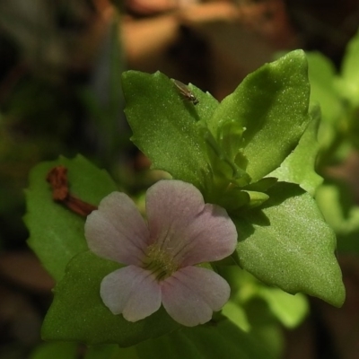 Gratiola peruviana (Australian Brooklime) at Paddys River, ACT - 12 Jan 2017 by JohnBundock