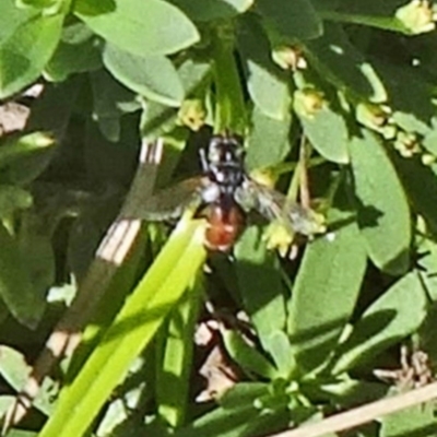 Cylindromyia sp. (genus) (Bristle fly) at Sth Tablelands Ecosystem Park - 3 Mar 2016 by galah681