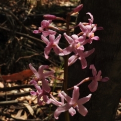 Dipodium roseum (Rosy Hyacinth Orchid) at Paddys River, ACT - 12 Jan 2017 by JohnBundock