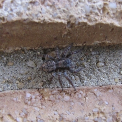 Servaea sp. (genus) (Unidentified Servaea jumping spider) at Ngunnawal, ACT - 11 Jan 2017 by GeoffRobertson