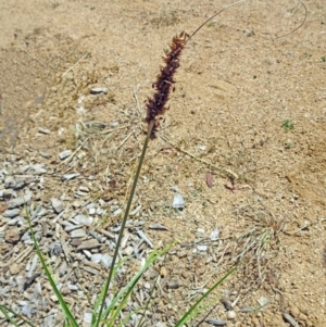 Carex appressa at Molonglo Valley, ACT - 12 Jan 2017 11:08 AM