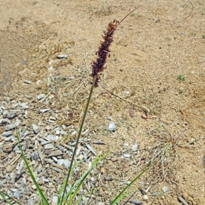 Carex appressa (Tall Sedge) at Molonglo Valley, ACT - 12 Jan 2017 by galah681