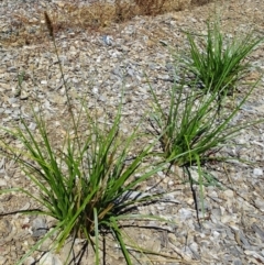 Carex appressa at Molonglo Valley, ACT - 12 Jan 2017 11:08 AM