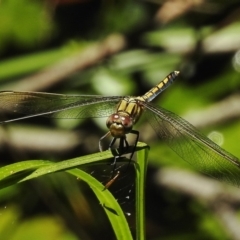 Orthetrum caledonicum (Blue Skimmer) at Tharwa, ACT - 12 Jan 2017 by JohnBundock