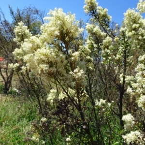 Bursaria spinosa subsp. lasiophylla at Molonglo Valley, ACT - 12 Jan 2017 11:11 AM