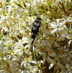 Hoshihananomia leucosticta at Molonglo Valley, ACT - 12 Jan 2017