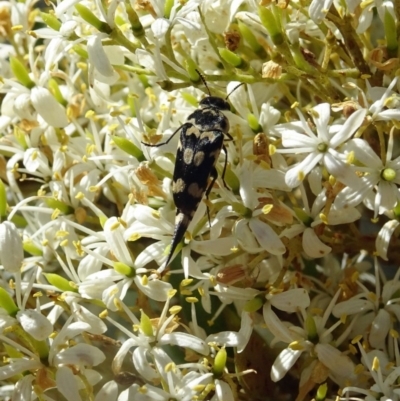 Hoshihananomia leucosticta (Pintail or Tumbling flower beetle) at Sth Tablelands Ecosystem Park - 12 Jan 2017 by galah681