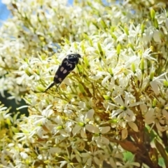 Hoshihananomia leucosticta at Molonglo Valley, ACT - 12 Jan 2017 11:11 AM