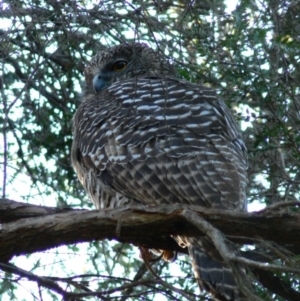 Ninox strenua at Acton, ACT - 23 Jun 2007