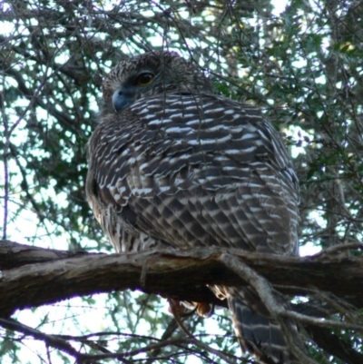 Ninox strenua (Powerful Owl) at Acton, ACT - 23 Jun 2007 by HarveyPerkins