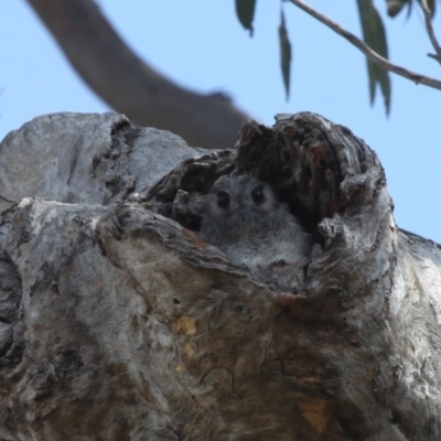 Aegotheles cristatus (Australian Owlet-nightjar) at Paddys River, ACT - 25 Jan 2016 by HarveyPerkins
