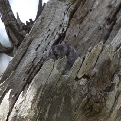 Aegotheles cristatus (Australian Owlet-nightjar) at Majura, ACT - 26 Sep 2014 by HarveyPerkins