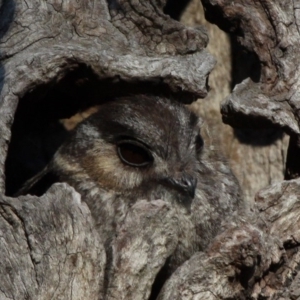 Aegotheles cristatus at Majura, ACT - 24 Jan 2011 06:48 PM