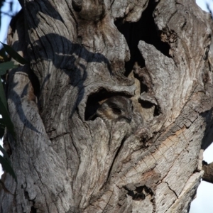 Aegotheles cristatus at Majura, ACT - 24 Jan 2011 06:48 PM