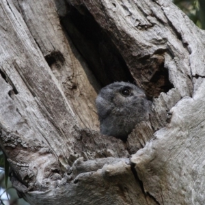 Aegotheles cristatus at Majura, ACT - 24 Jan 2011 06:48 PM