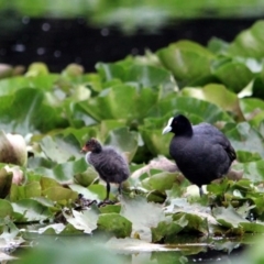 Fulica atra (Eurasian Coot) at Bega, NSW - 4 Jan 2017 by MichaelMcMaster