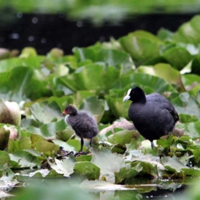 Fulica atra (Eurasian Coot) at Bega, NSW - 3 Jan 2017 by MichaelMcMaster