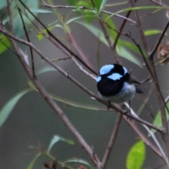 Malurus cyaneus (Superb Fairywren) at Kalaru, NSW - 11 Jan 2017 by MichaelMcMaster