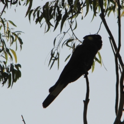Zanda funerea (Yellow-tailed Black-Cockatoo) at Kalaru, NSW - 11 Jan 2017 by MichaelMcMaster