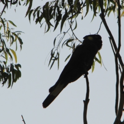 Zanda funerea (Yellow-tailed Black-Cockatoo) at Kalaru, NSW - 12 Jan 2017 by MichaelMcMaster