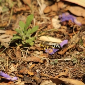 Bembix sp. (genus) at Kalaru, NSW - 5 Jan 2017 10:08 AM