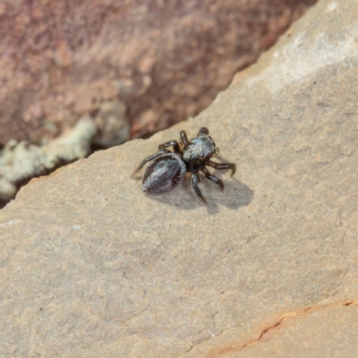 Salpesia sp. (genus) (Salpesia Jumping Spider) at Gungahlin, ACT - 13 Jan 2017 by CedricBear
